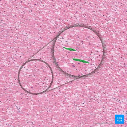 Intramuscular capillaries (Capillares intramusculares); Image: 