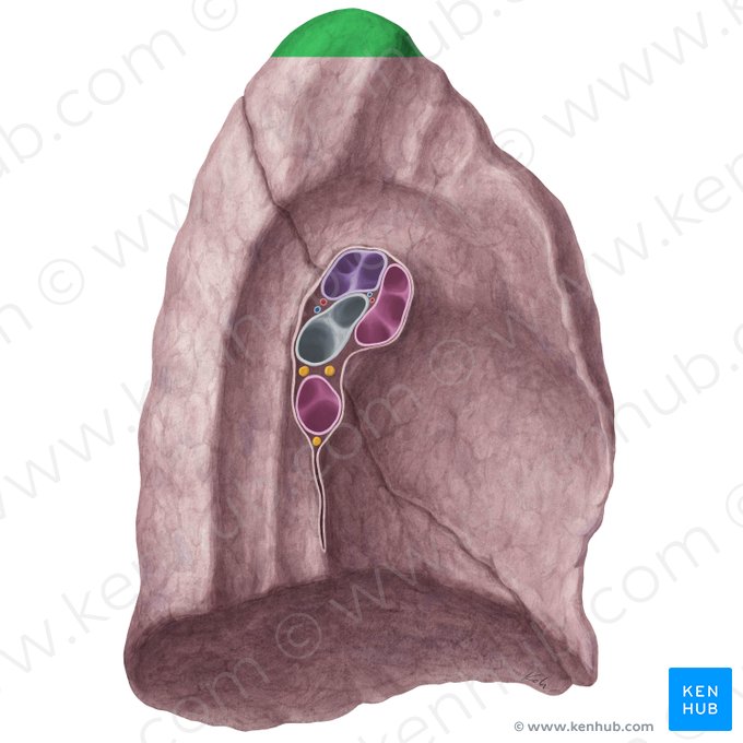 Apex pulmonis sinistri (Spitze der linken Lunge); Bild: Yousun Koh