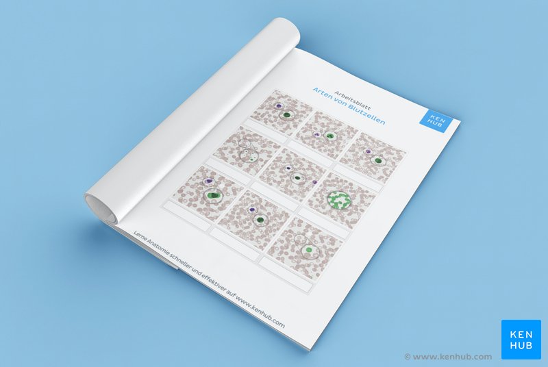 Lade dieses kostenlose Histologie Arbeitsblatt weiter unten herunter.