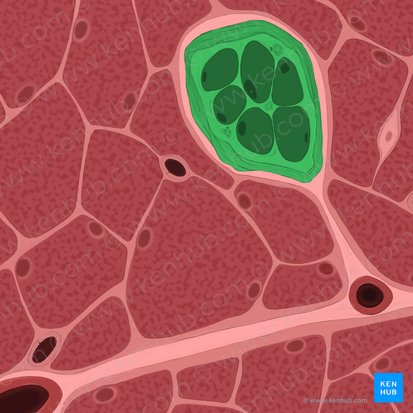 Muscle spindle (Fusus neuromuscularis); Image: Tal Bavli Ziv