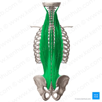 Erector spinae muscle (Musculus erector spinae); Image: Yousun Koh