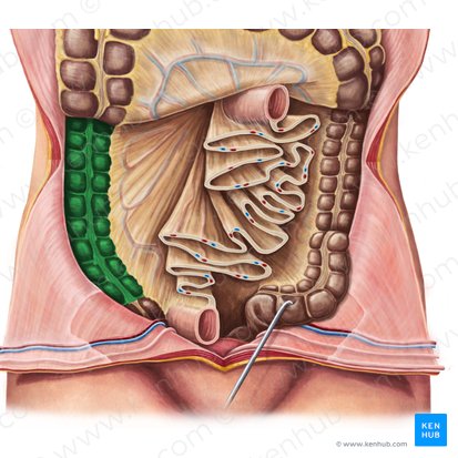 Colon ascendens (Aufsteigender Dickdarm); Bild: Irina Münstermann