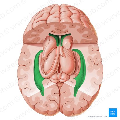 Ventriculus lateralis (Seitenventrikel); Bild: Paul Kim