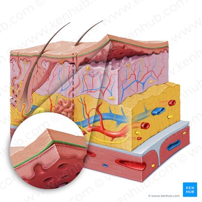 Stratum lucidum of epidermis (Stratum lucidum epidermis); Image: Paul Kim