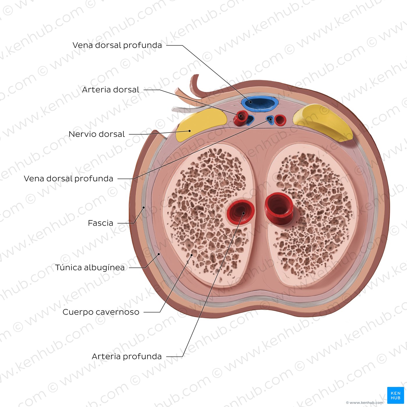 Estructura interna del clítoris