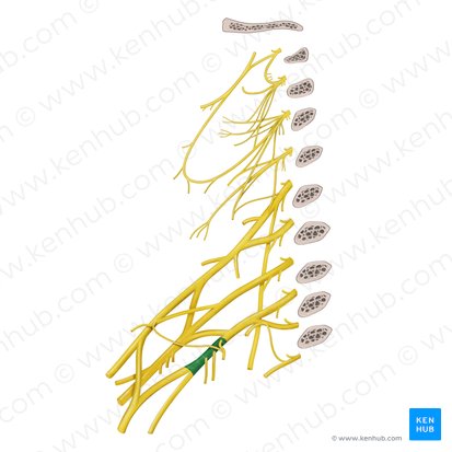 Medial cord of brachial plexus (Fasciculus medialis plexus brachialis); Image: Begoña Rodriguez