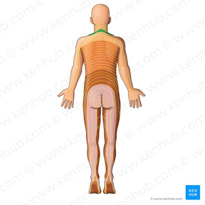 C5 dermatome (Dermatoma C5); Image: Irina Münstermann