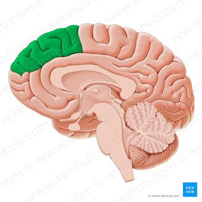 Dorsomedial prefrontal cortex (Cortex prefrontalis dorsomedialis); Image: Paul Kim