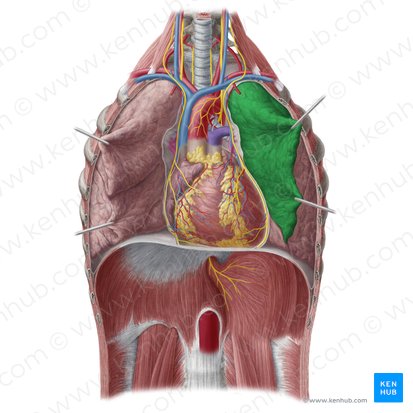Lobus superior pulmonis sinistri (Oberlappen der linken Lunge); Bild: Yousun Koh
