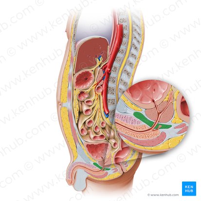 Urogenital diaphragm (Diaphragma urogenitale); Image: Paul Kim
