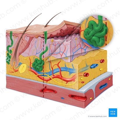 Sweat gland (Glandula sudorifera); Image: Paul Kim