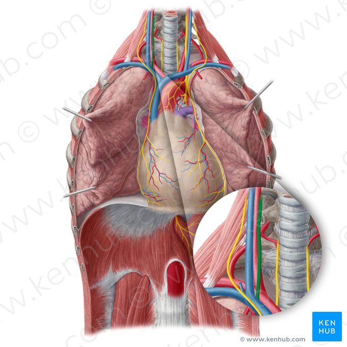 Right vagus nerve (Nervus vagus dexter); Image: Yousun Koh
