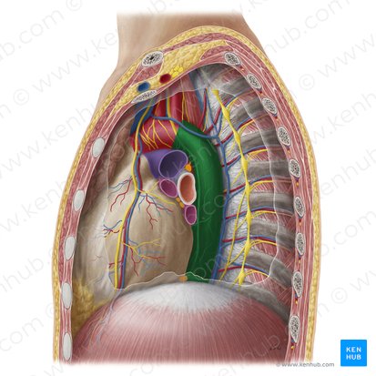 Aorta thoracica descendens (Absteigende Brustaorta); Bild: Yousun Koh