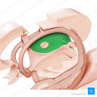 Thalamus; Bild: Paul Kim