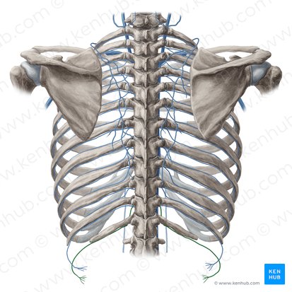 Subcostal vein (Vena subcostalis); Image: Yousun Koh