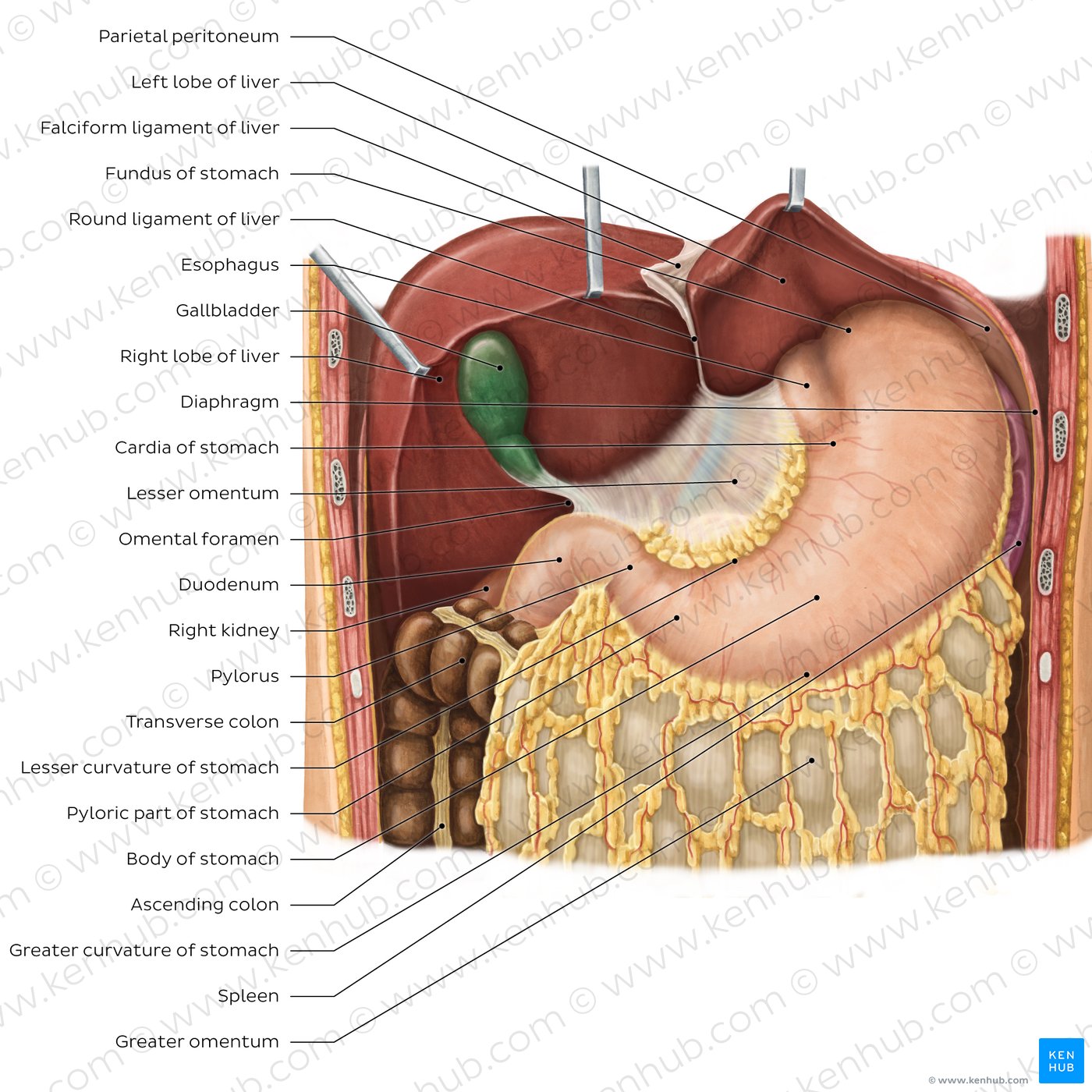 Stomach in situ