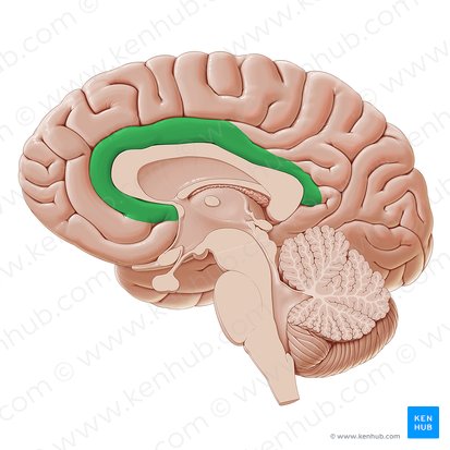 Cingulate gyrus (Gyrus cinguli); Image: Paul Kim