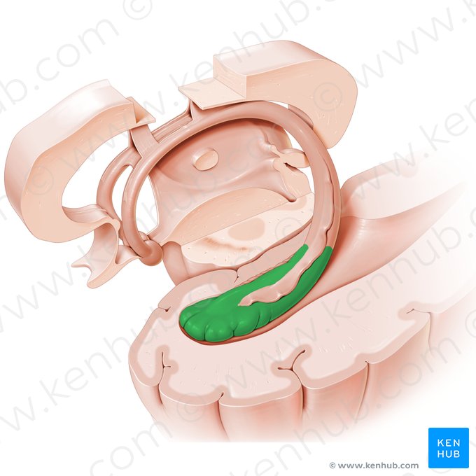Hippocampus; Image: Paul Kim
