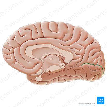 Sulcus calcarinus (Sehrindenfurche); Bild: Paul Kim