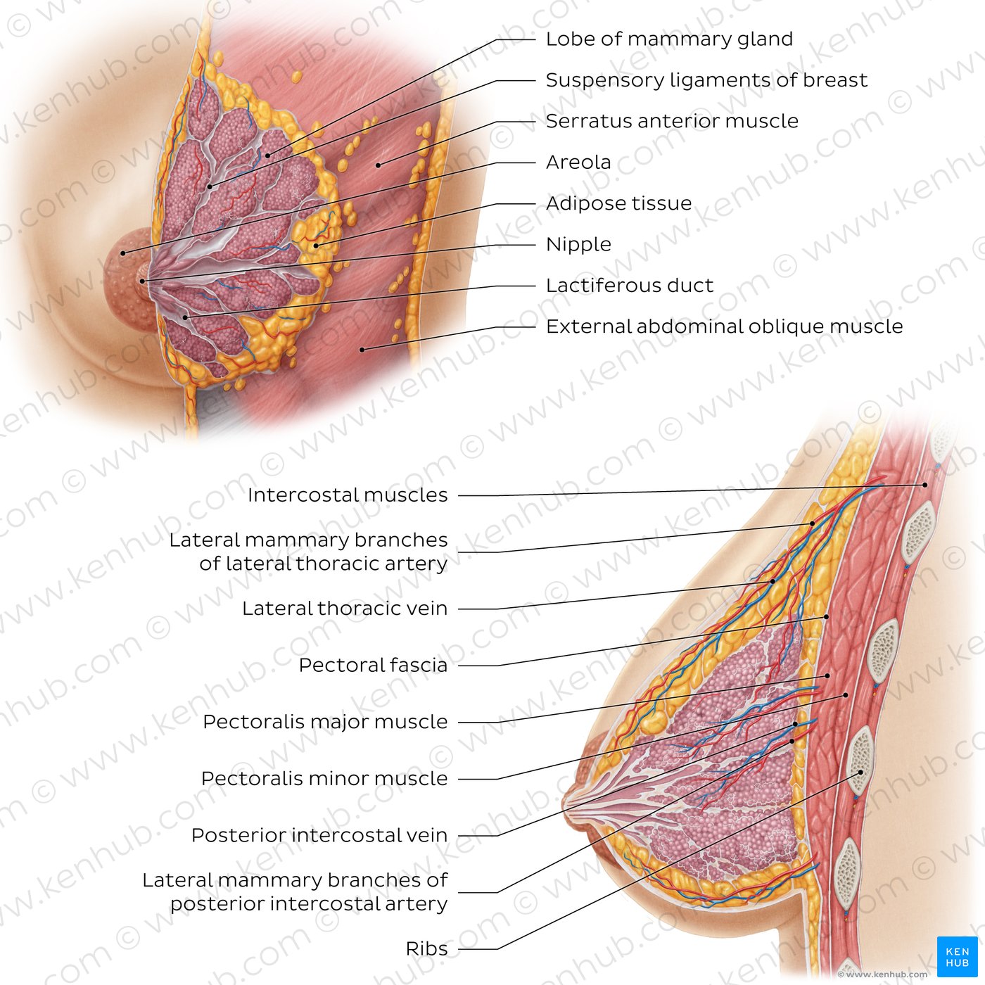 Female breast structure