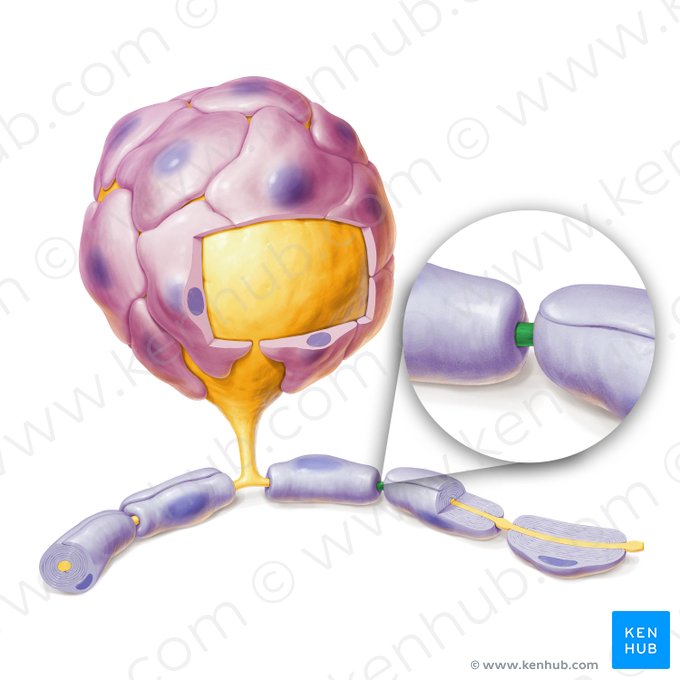 Nódulo de Ranvier (Nodus interruptionis myelini); Imagen: Paul Kim