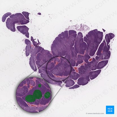 Medulla (Mark); Bild: 