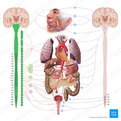 Systema nervosum sympathicum (Symphathisches Nervensystem); Bild: Paul Kim