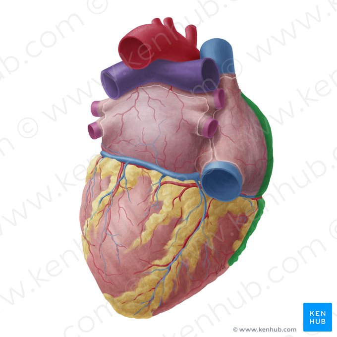 Right border of heart (Margo dexter cordis); Image: Yousun Koh