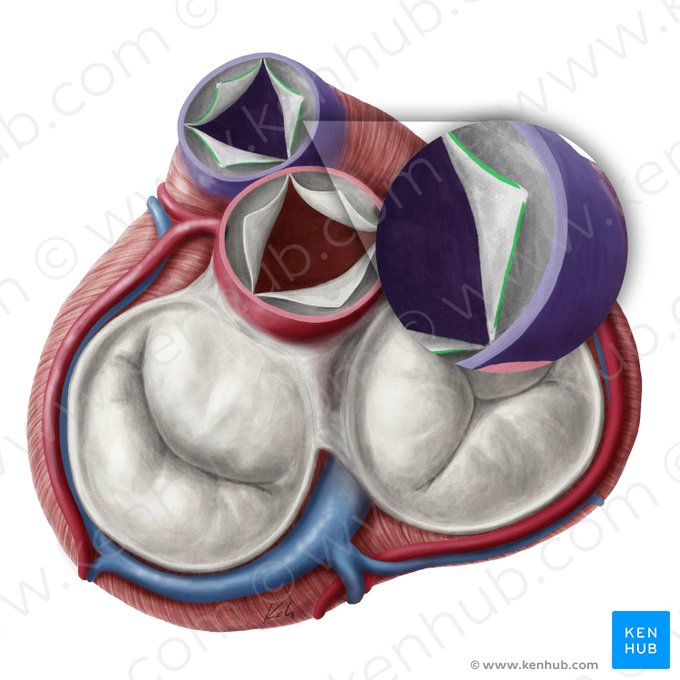 Lunules of semilunar leaflets of pulmonary valve (Lunulae valvularum semilunarium valvae trunci pulmonalis); Image: Yousun Koh