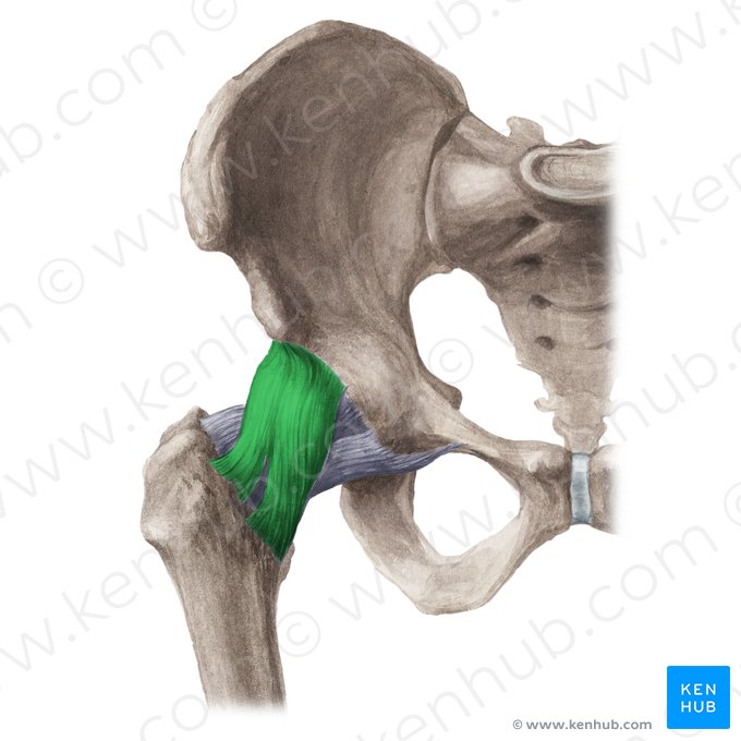 Iliofemoral ligament (Ligamentum iliofemorale); Image: Liene Znotina