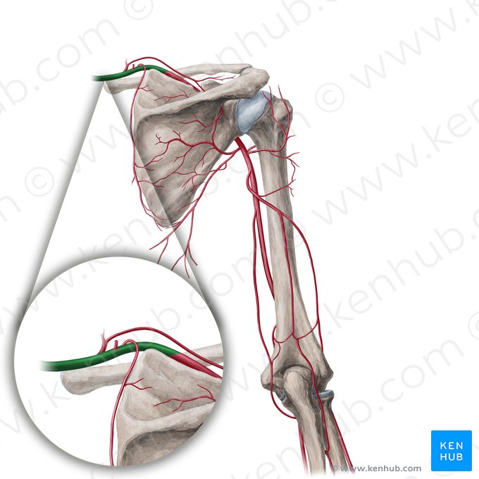 Arteria subclavia (Unterschlüsselbeinarterie); Bild: Yousun Koh