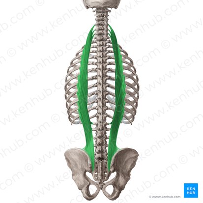 Músculo iliocostal (Musculus iliocostalis); Imagen: Yousun Koh