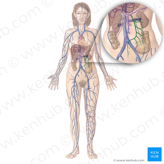 Inferior mesenteric vein (Vena mesenterica inferior); Image: Begoña Rodriguez