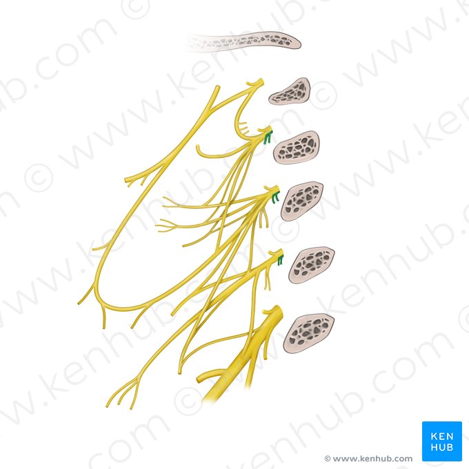 Rami musculares plexus cervicalis (musculus longus capitis/colli) (Muskeläste des Halsgeflechts (Langer Kopfmuskel, Langer Halsmuskel)); Bild: Begoña Rodriguez