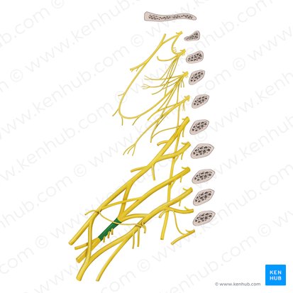 Posterior cord of brachial plexus (Fasciculus posterior plexus brachialis); Image: Begoña Rodriguez