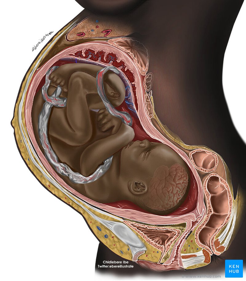 Cross section illustration of a black pregnant woman
