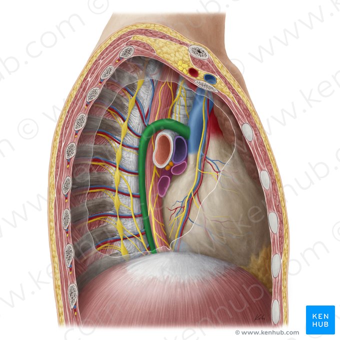 Azygos vein (Vena azygos); Image: Yousun Koh