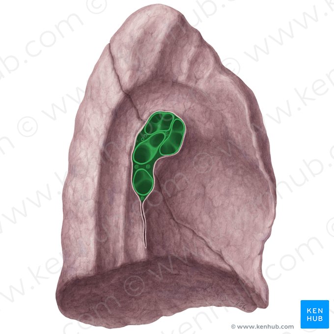 Hilum pulmonis sinistri (Linker Lungenhilus); Bild: Yousun Koh