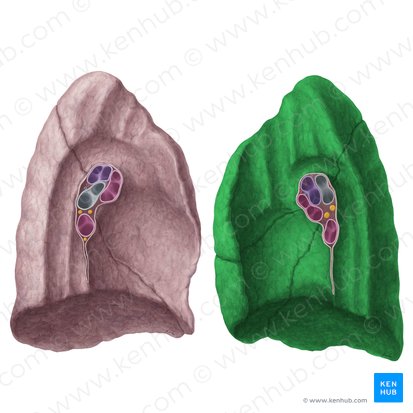 Right lung (Pulmo dexter); Image: Yousun Koh