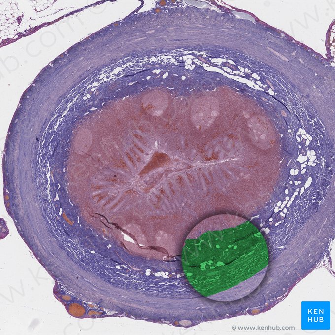 Tela submucosa (Submukosa); Bild: 