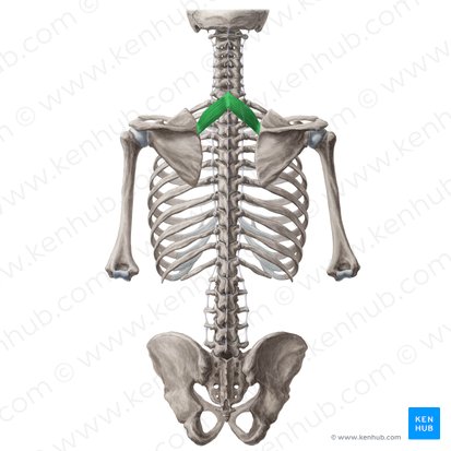 Rhomboid minor muscle (Musculus rhomboideus minor); Image: Yousun Koh