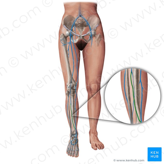 Anterior tibial vein (Vena tibialis anterior); Image: Paul Kim