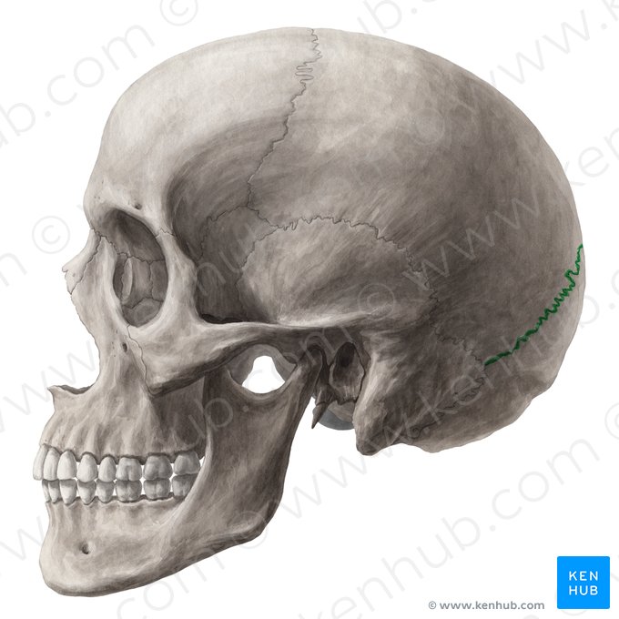 Lambdoid suture (Sutura lambdoidea); Image: Yousun Koh