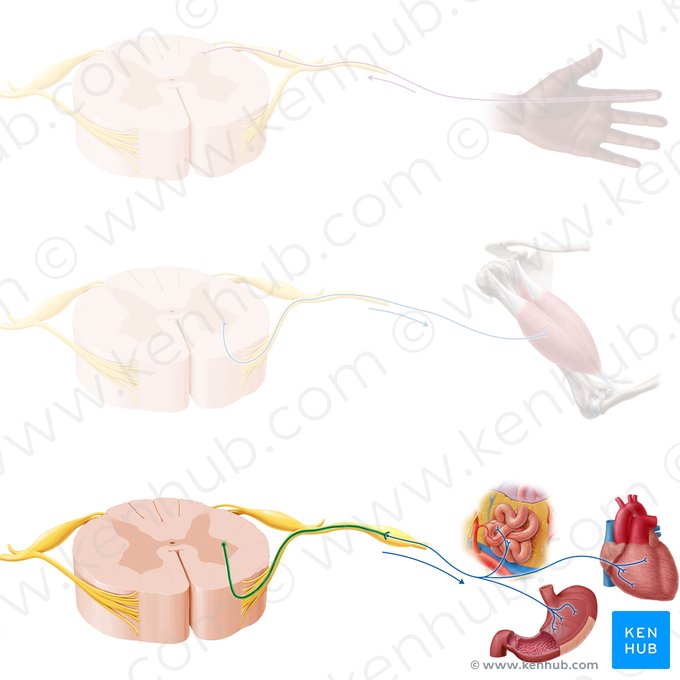 Preganglionic autonomic nerve fiber (Neurofibra autonomica preganglionica); Image: Paul Kim