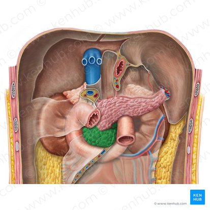 Caput pancreatis (Kopf der Bauchspeicheldrüse); Bild: Irina Münstermann