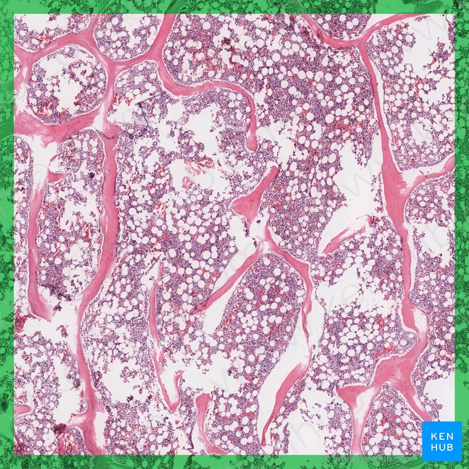 Medulla ossium rubra (Rotes Knochenmark); Bild: 