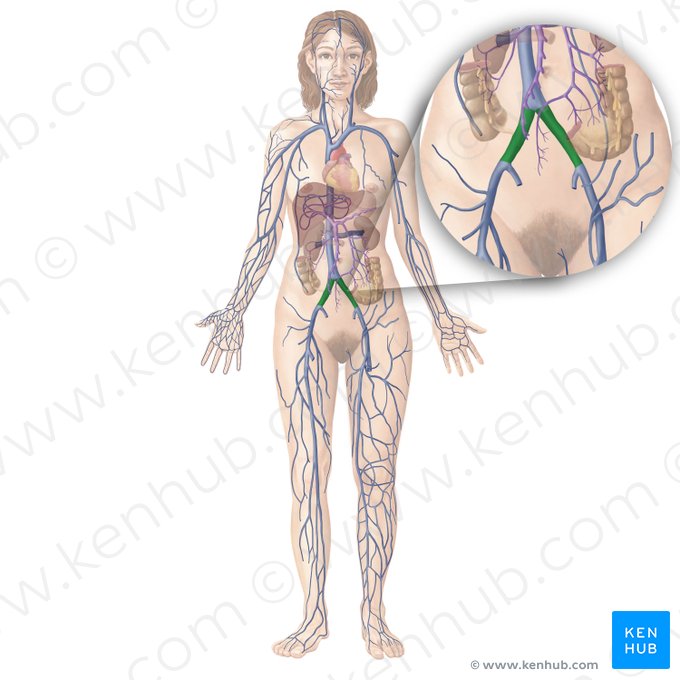 Common iliac vein (Vena iliaca communis); Image: Begoña Rodriguez