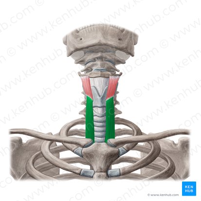 Musculus sternothyroideus (Brustbein-Schildknorpel-Muskel); Bild: Yousun Koh