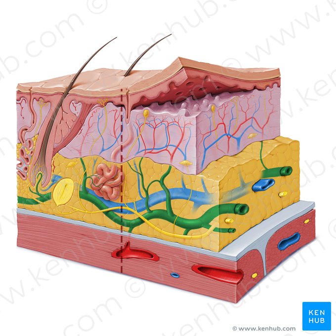 Plexo arterial subcutâneo (Rete arteriosum subcutaneum); Imagem: Paul Kim