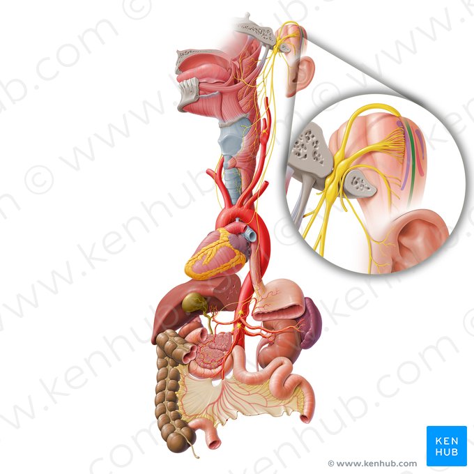 Spinal nucleus of trigeminal nerve (Nucleus spinalis nervi trigemini); Image: Paul Kim